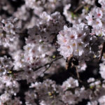 エフェクト照明。ムービングライトを使って桜をライティングしてみた。