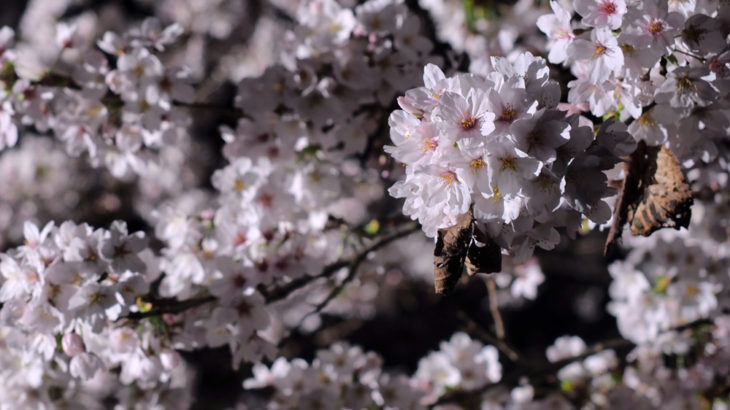 エフェクト照明。ムービングライトを使って桜をライティングしてみた。