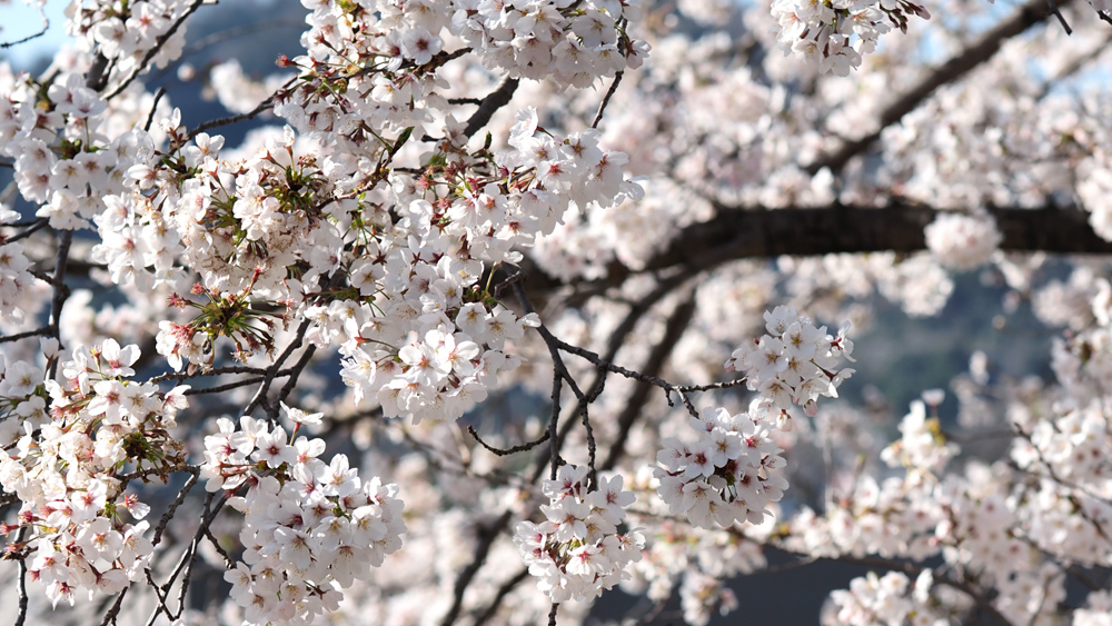 sakura-1