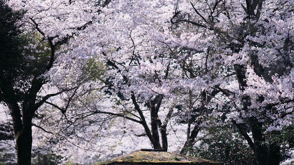sakura-10