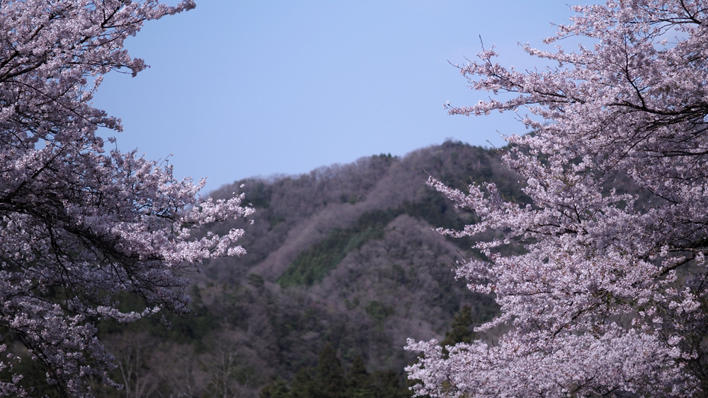 sakura-12