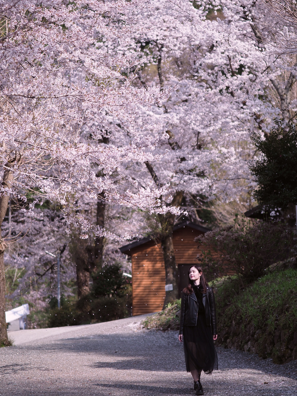 sakura-13