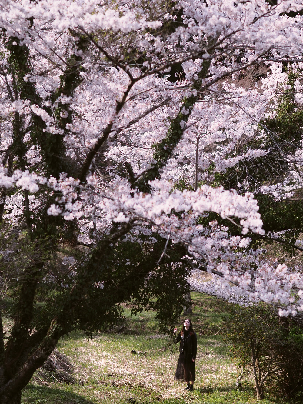sakura-14