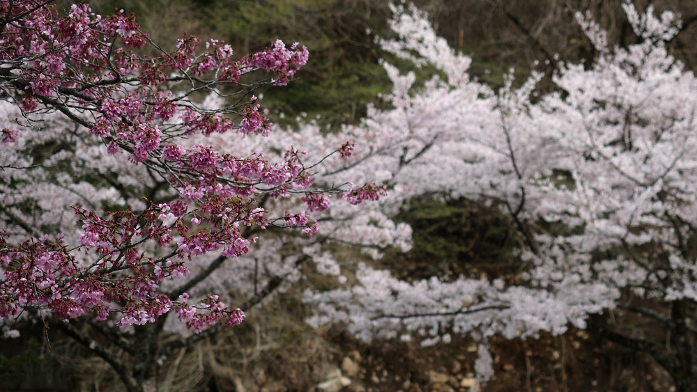 sakura-17