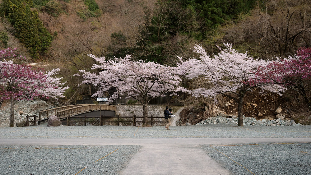 sakura-18