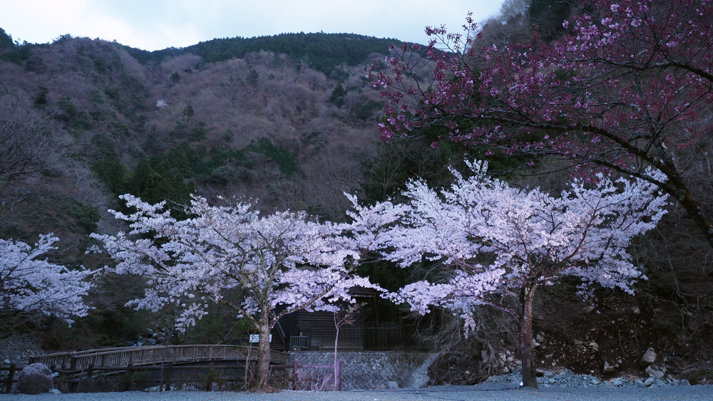 sakura-19