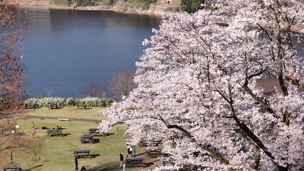 sakura-2