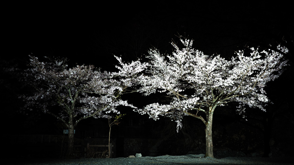sakura-20