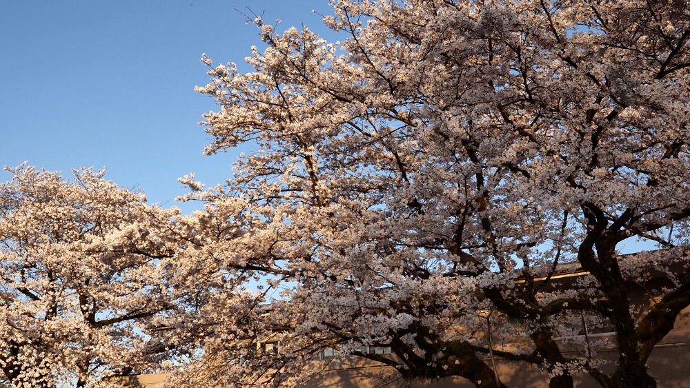 sakura-5