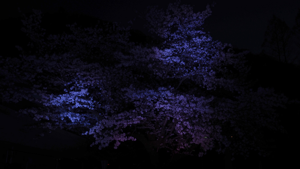 sakura-6