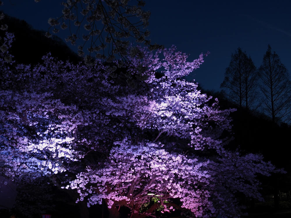 sakura-7