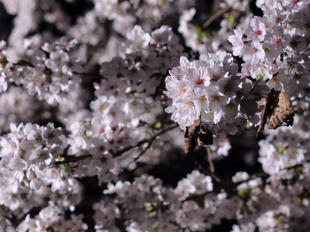 sakura-8