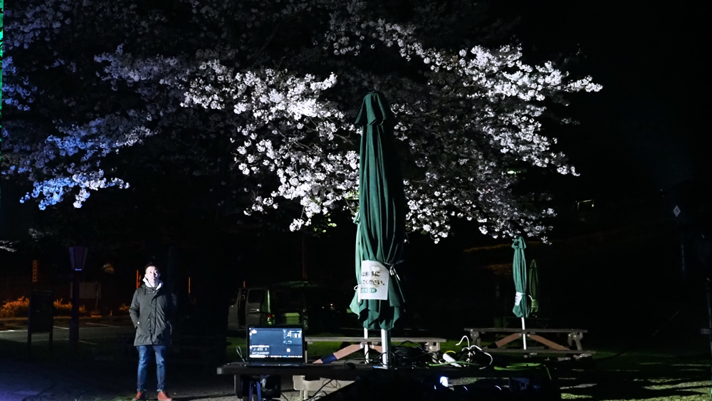 sakura-9