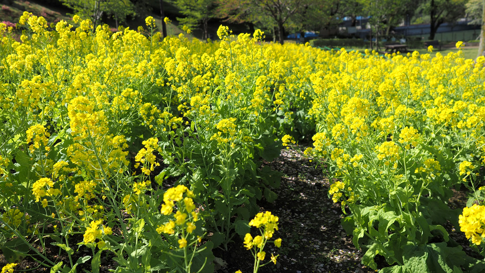 津久井菜の花